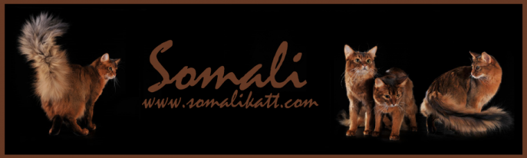 cropped-banner-somalikatt